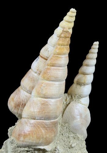 Fossil Gastropod (Haustator) Cluster - Damery, France #56378